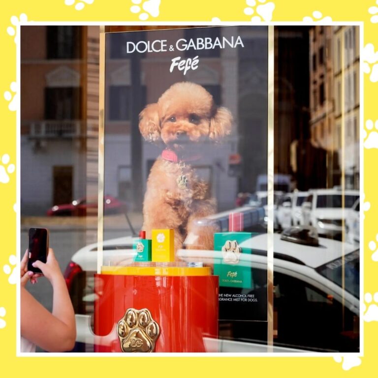 Dolce & Gabbana lanzó un nuevo perfume para tu engreído de 4 patas.